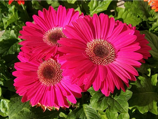 The Secret to Long-Lasting Gerbera Daisies | Garden Blog | WSU